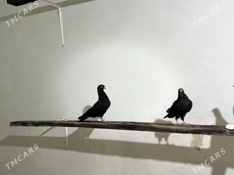 Томаша - Туркменабат - img 5