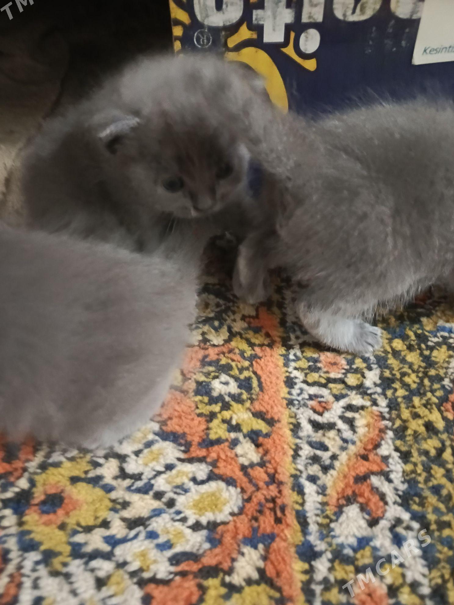 продаются котята - Çärjew - img 2