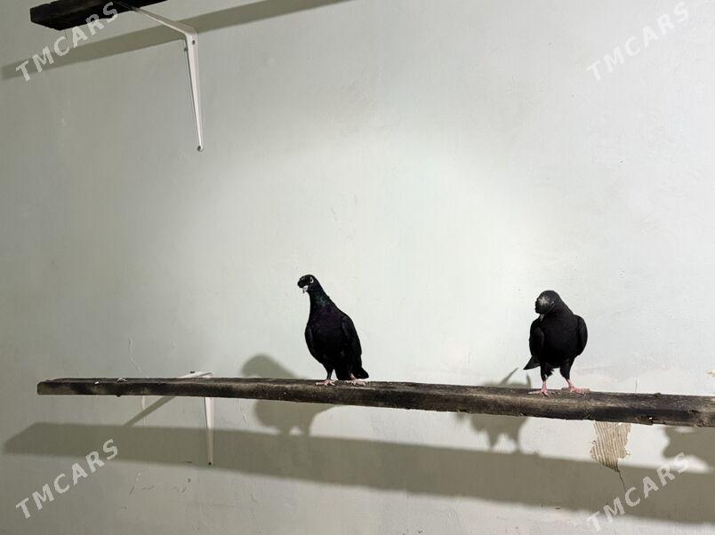 Томаша - Туркменабат - img 4