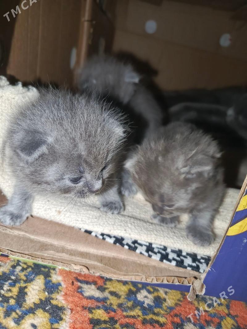 продаются котята - Çärjew - img 4