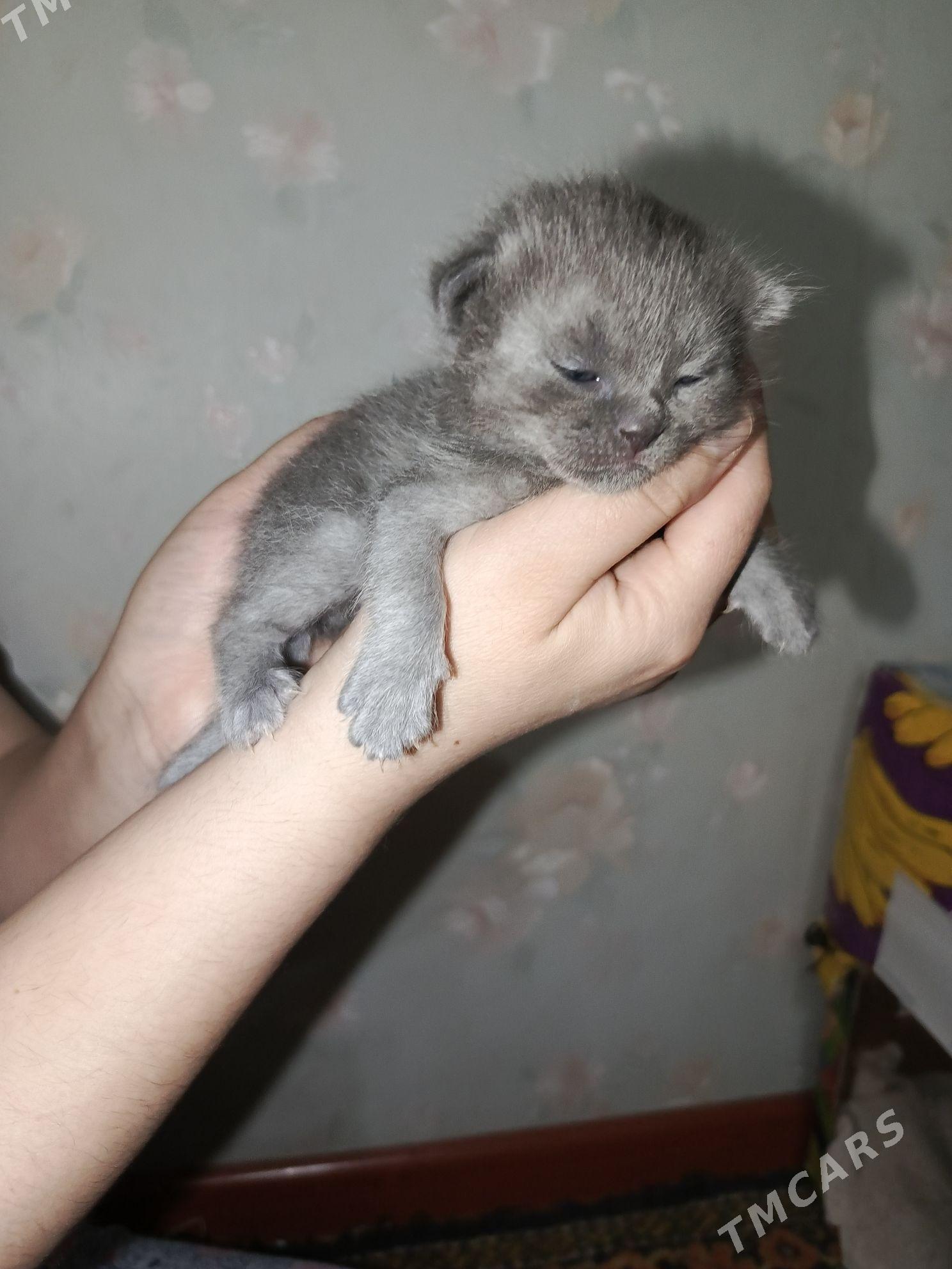 продаются котята - Çärjew - img 7