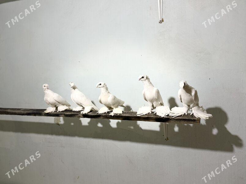 Томаша - Туркменабат - img 3