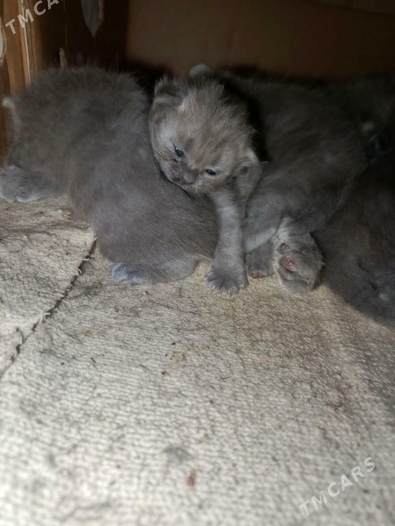 продаются котята - Çärjew - img 5