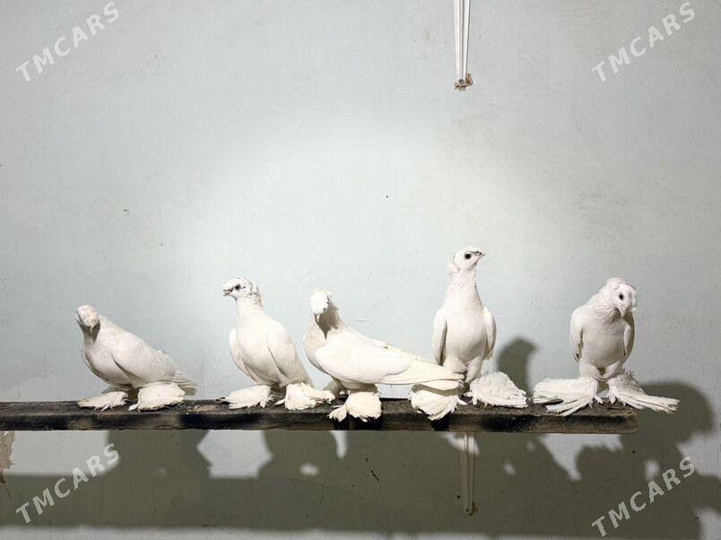 Томаша - Туркменабат - img 2