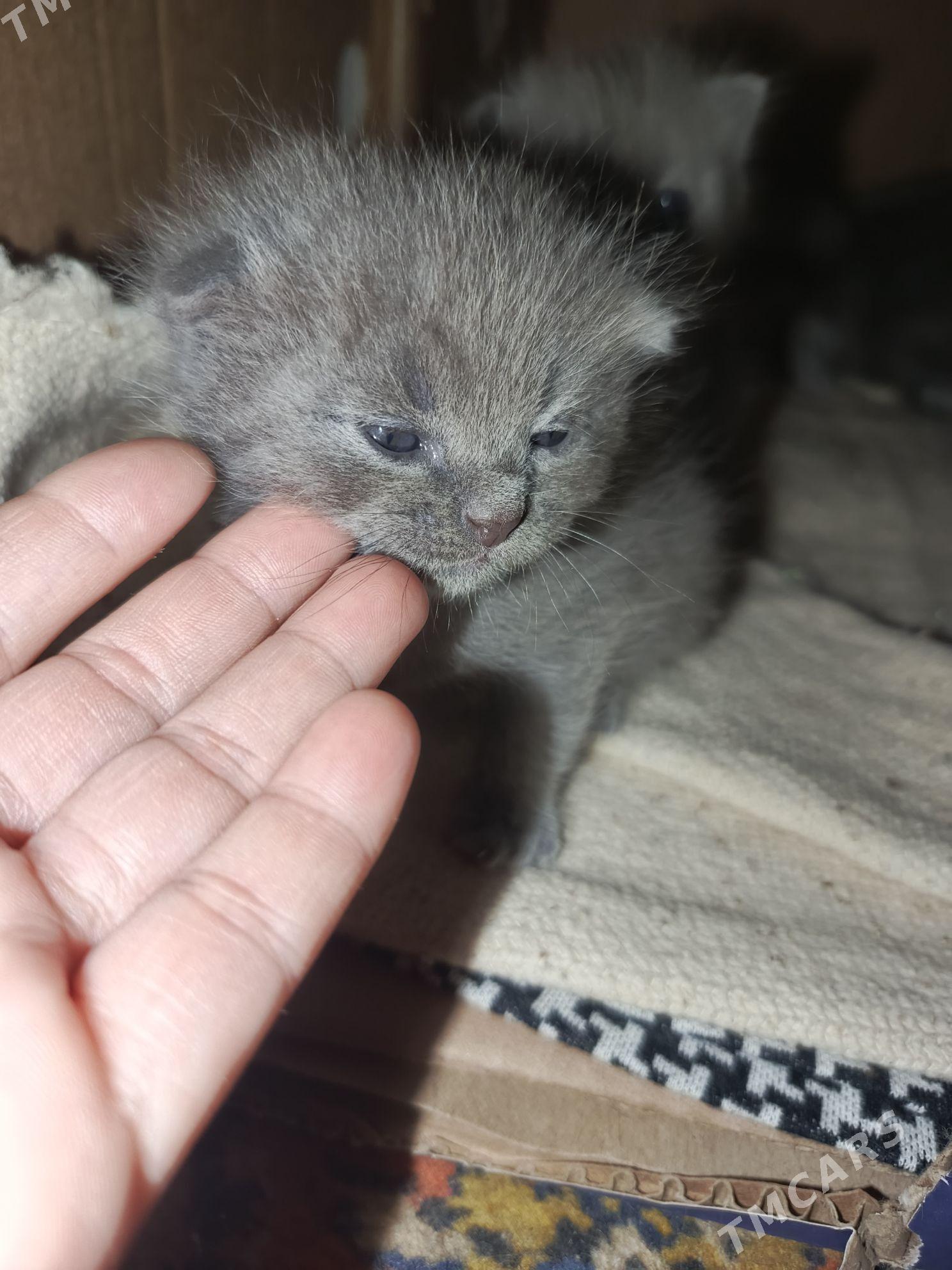 продаются котята - Çärjew - img 3