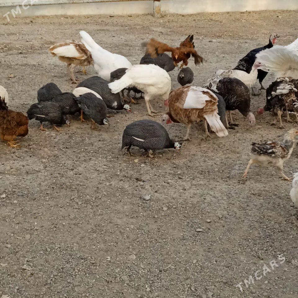 ordek induk sisarka - Гызыларбат - img 2