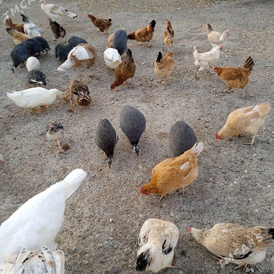 ordek induk sisarka - Гызыларбат - img 1