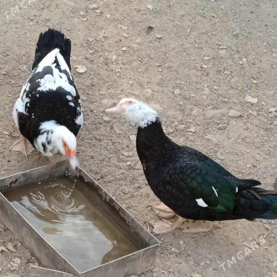 ordek induk sisarka - Гызыларбат - img 3