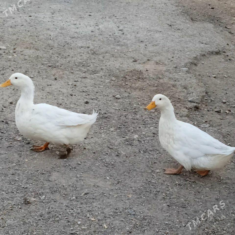 ordek induk sisarka - Гызыларбат - img 6