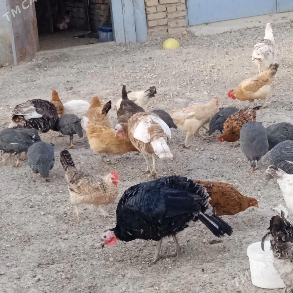 ordek induk sisarka - Гызыларбат - img 4