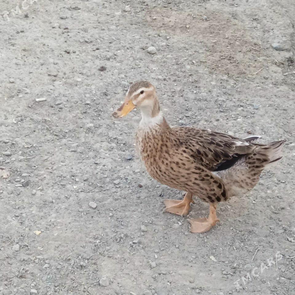 ordek induk sisarka - Гызыларбат - img 5