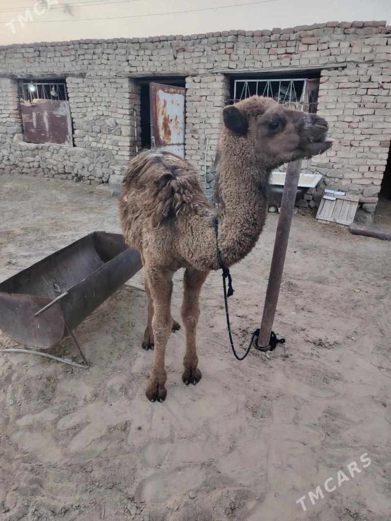 Duye ogshuk - Bäherden - img 3