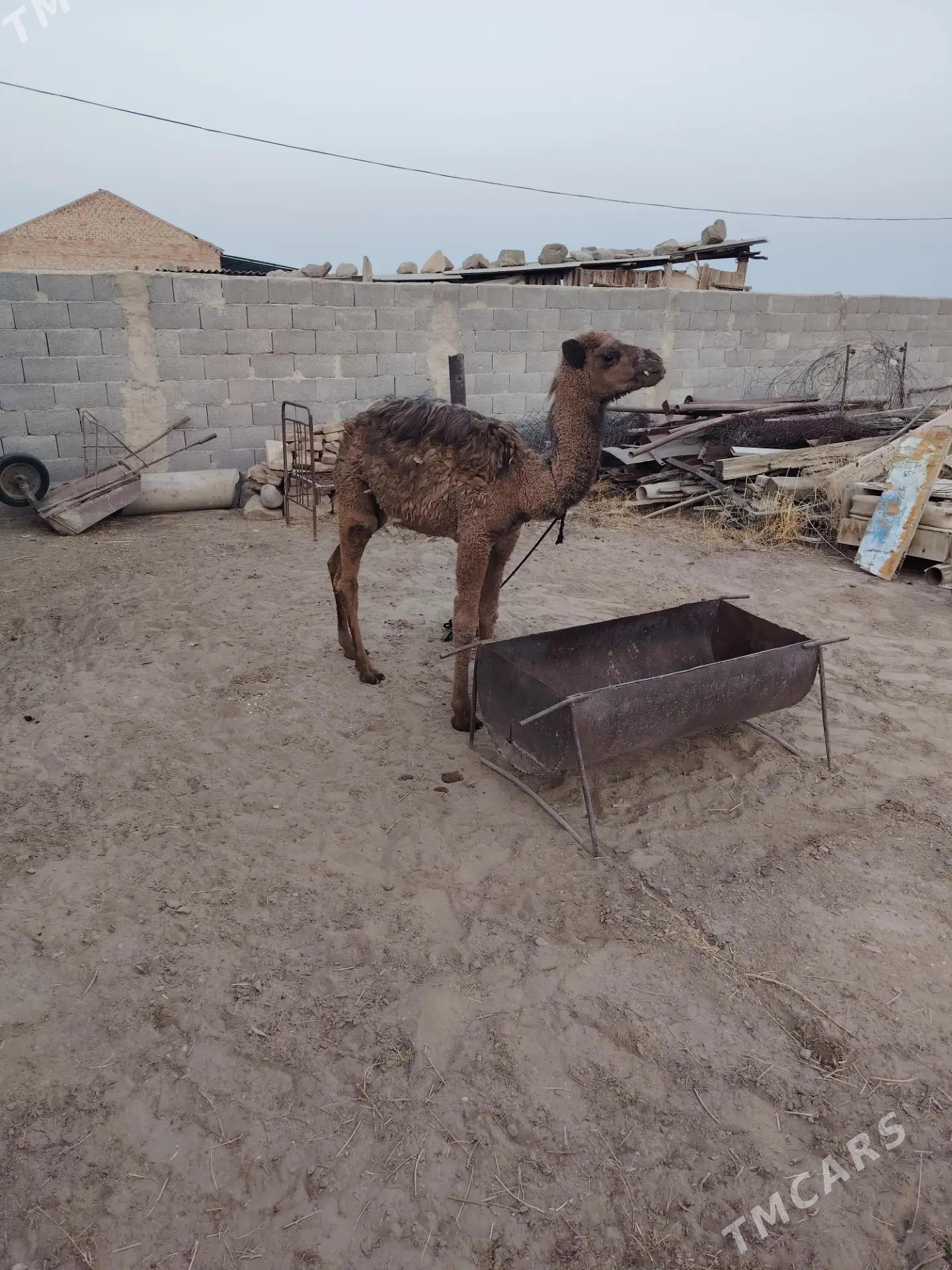 Duye ogshuk - Bäherden - img 4