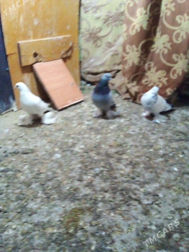 Голуби - Ашхабад - img 3