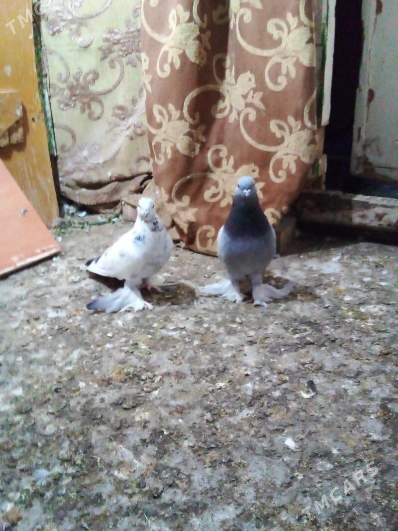 Голуби - Ашхабад - img 2