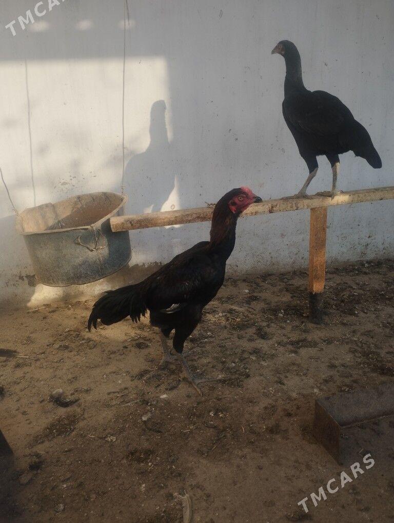 Deken jüýjeler - Magdanly - img 4