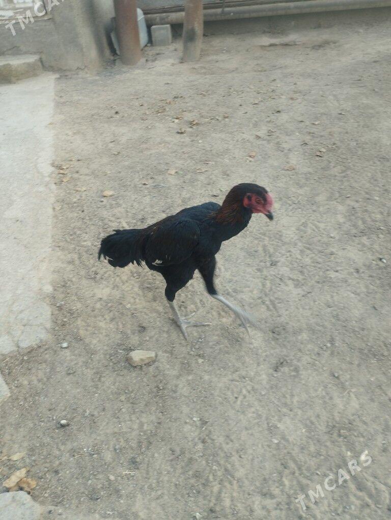 Deken jüýjeler - Magdanly - img 2