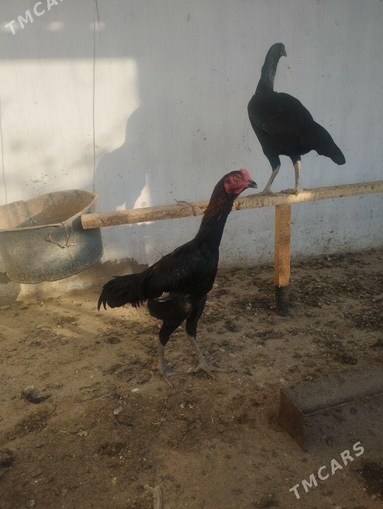 Deken jüýjeler - Magdanly - img 3