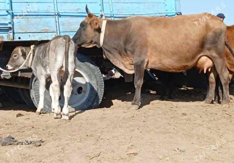 Göleli sygyr - Мары - img 2