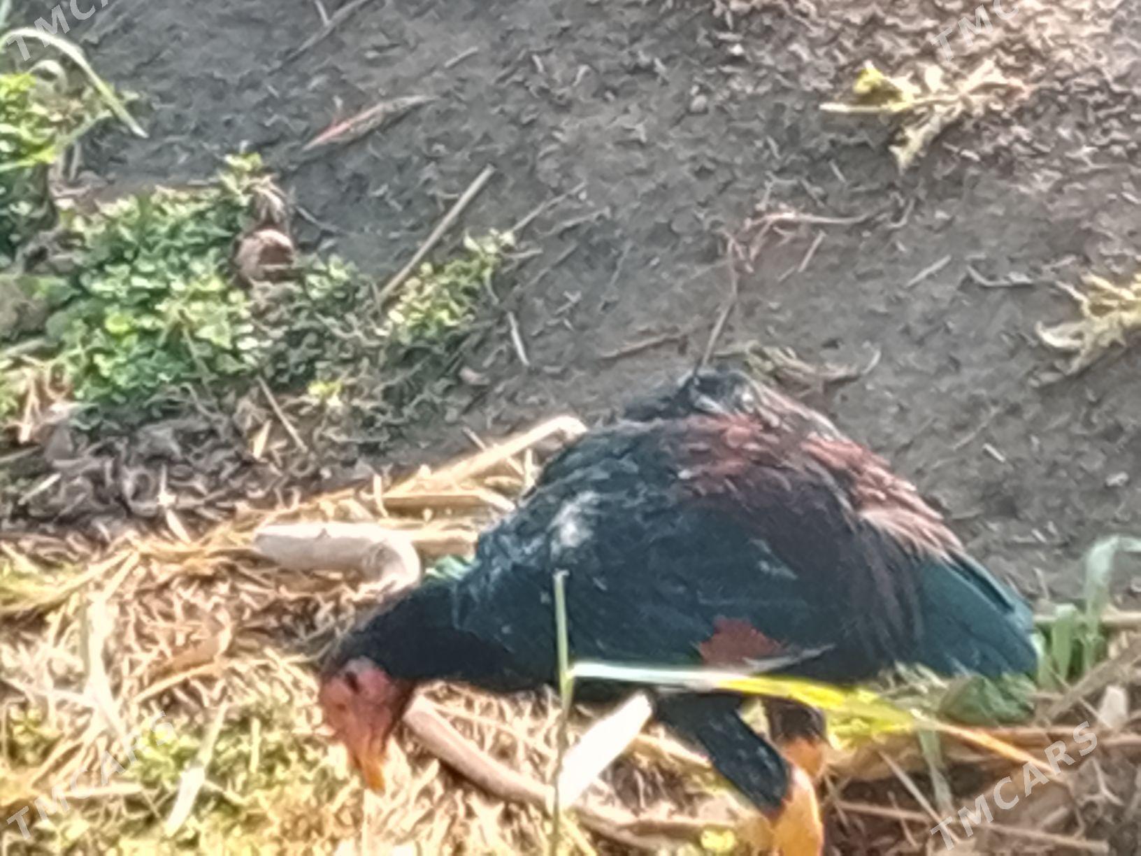 BAYSOW TOWUK İKİ SANY BAR - Çärjew - img 4