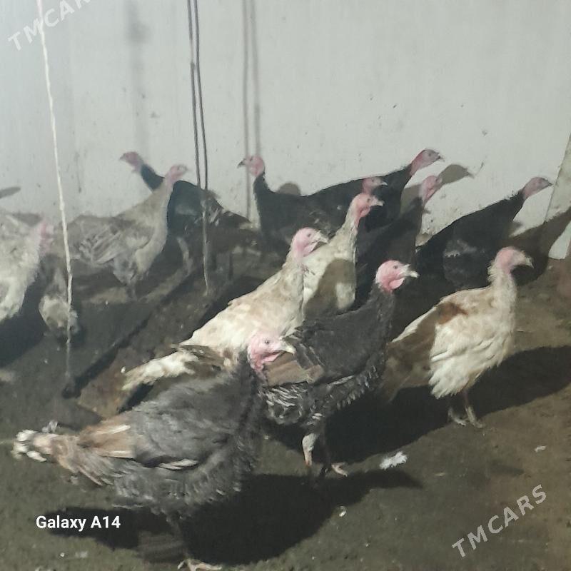 induk - Baýramaly - img 3