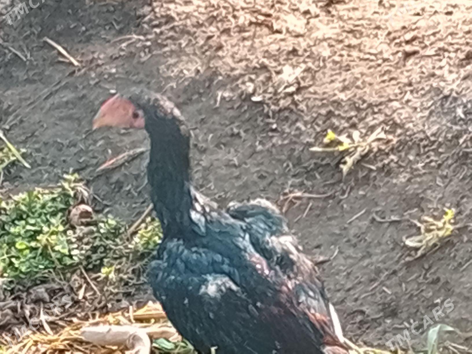 BAYSOW TOWUK İKİ SANY BAR - Çärjew - img 5