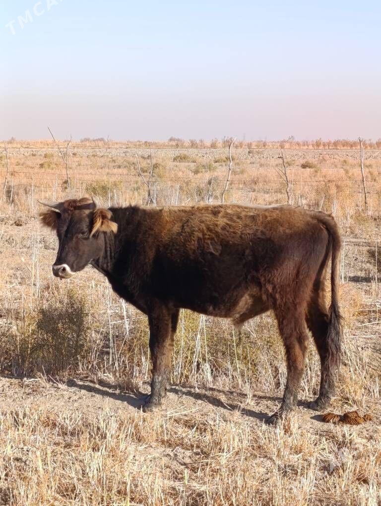 okuz - Gyzylarbat - img 2