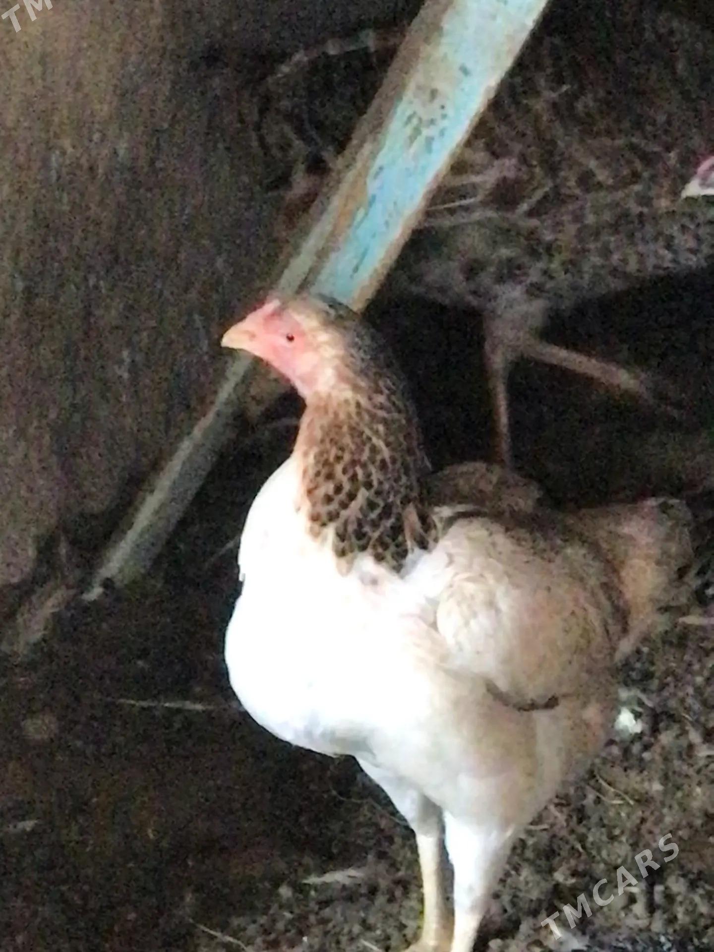 BAYSOW TOWUK İKİ SANY BAR - Çärjew - img 2