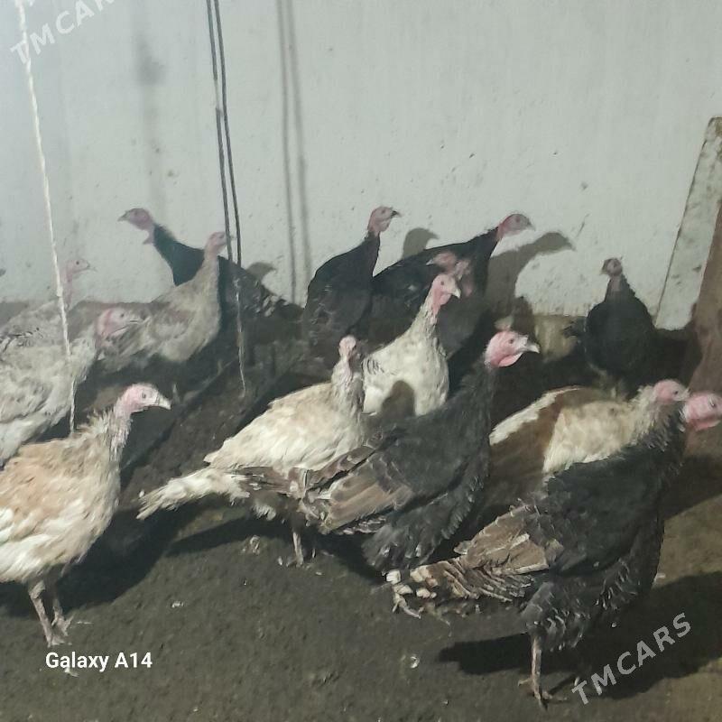 induk - Baýramaly - img 2