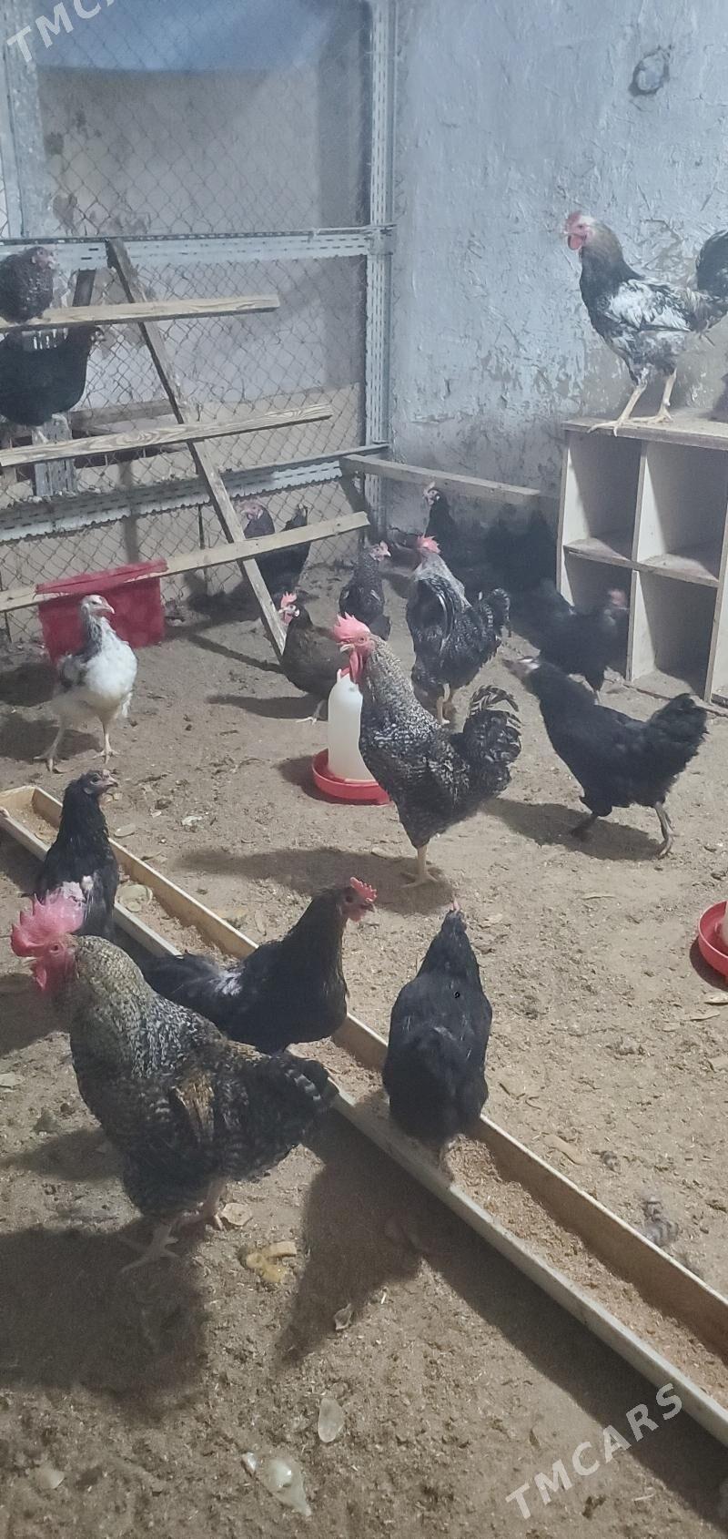 ataks daminant - Ашхабад - img 2