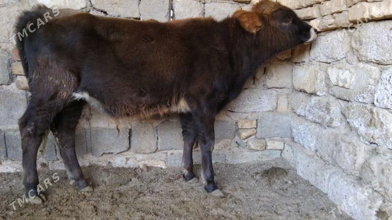 OĶÜ ŞWES TOHIM MAL  2 SANI - Aşgabat - img 5