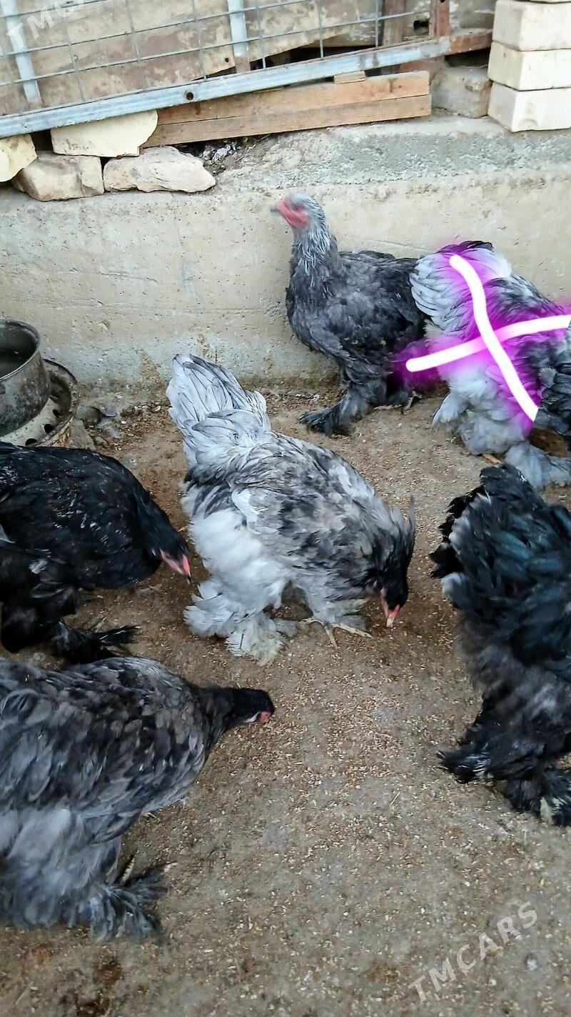 gök blular - Чоганлы - img 3