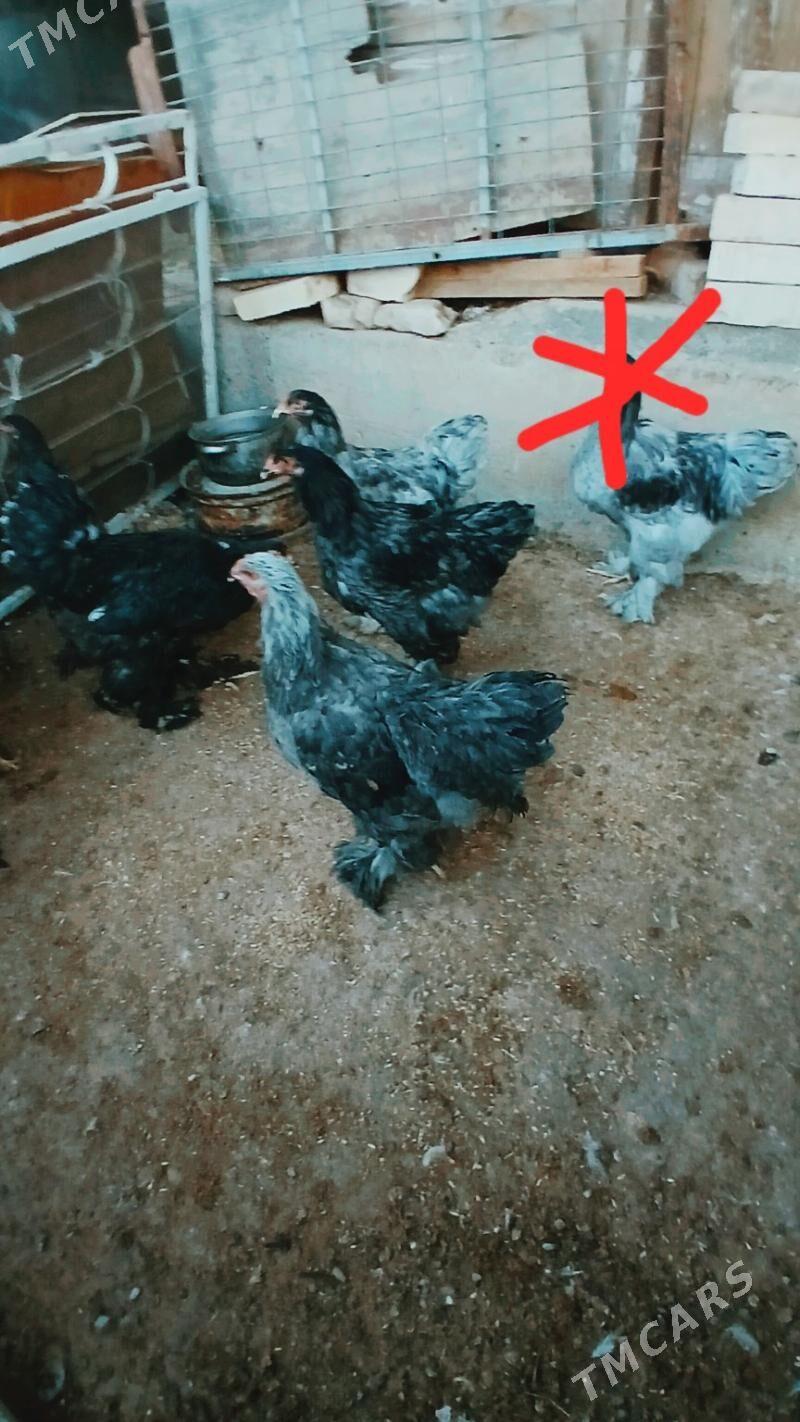 gök blular - Чоганлы - img 2