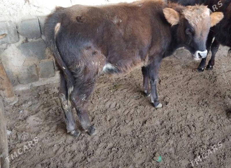 OĶÜ ŞWES TOHIM MAL  2 SANI - Aşgabat - img 7