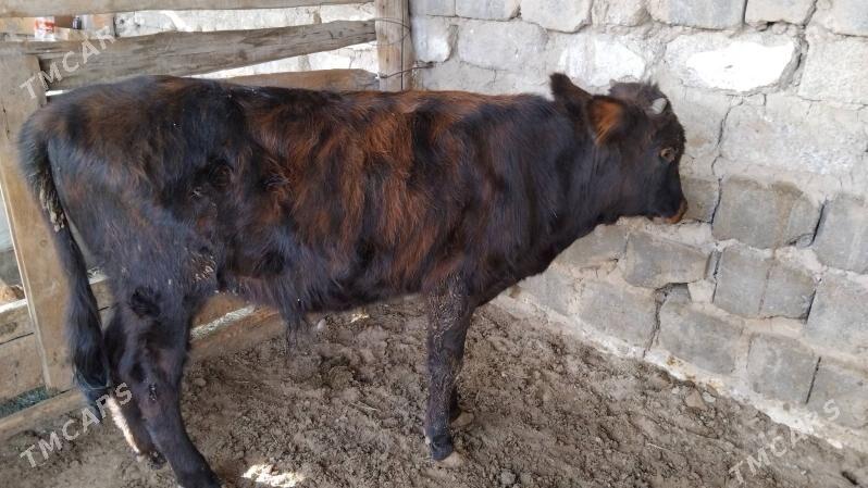 OĶÜ ŞWES TOHIM MAL  2 SANI - Aşgabat - img 4