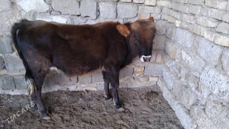 OĶÜ ŞWES TOHIM MAL  2 SANI - Aşgabat - img 2