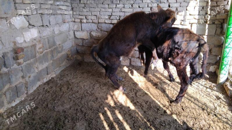 OĶÜ ŞWES TOHIM MAL  2 SANI - Aşgabat - img 6