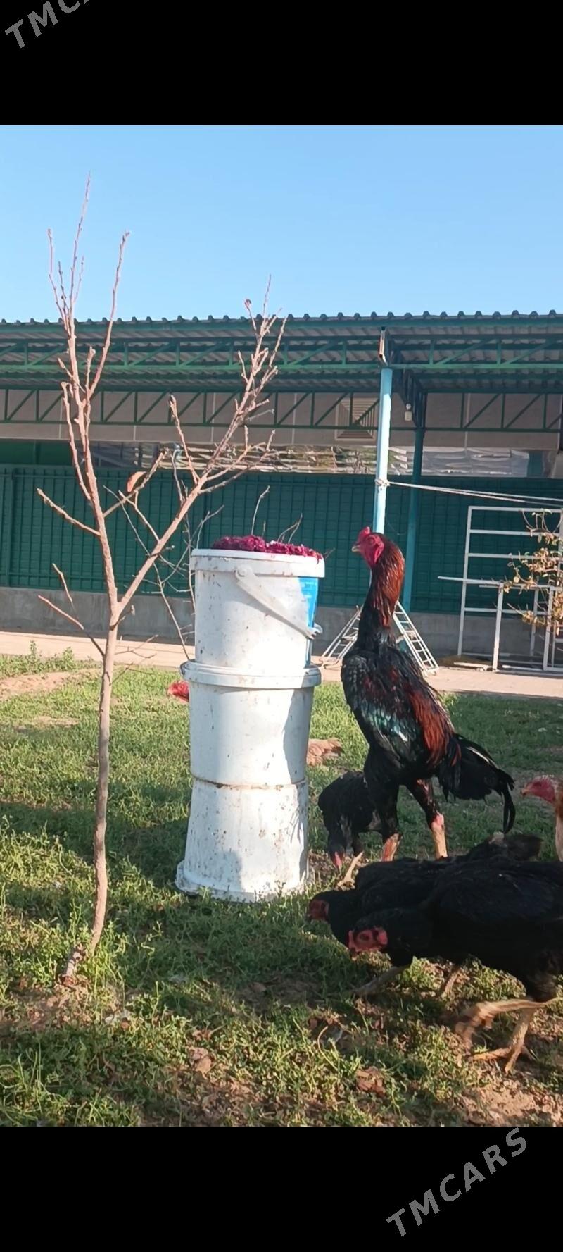 GULİBER Taşkent ýumurtga - Тязе заман - img 5