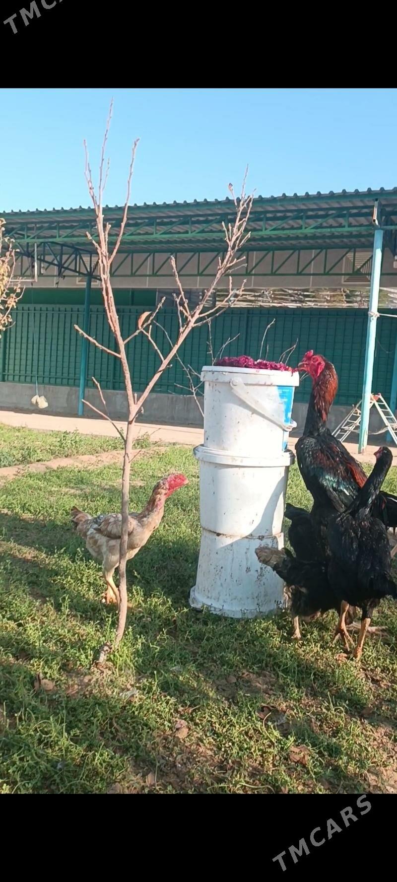 GULİBER Taşkent ýumurtga - Тязе заман - img 1