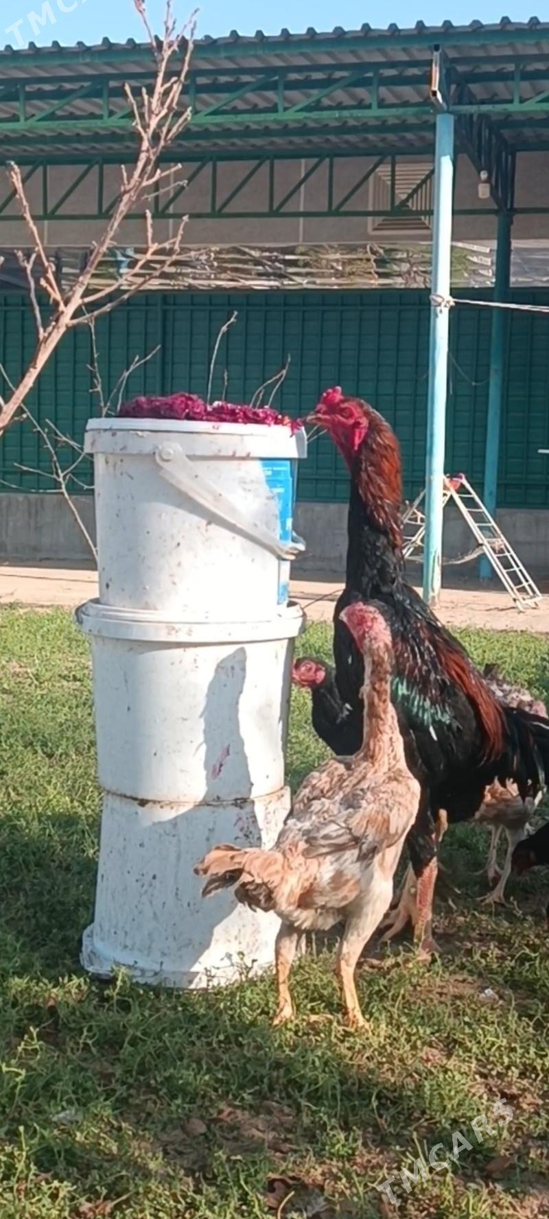 GULİBER Taşkent ýumurtga - Тязе заман - img 2