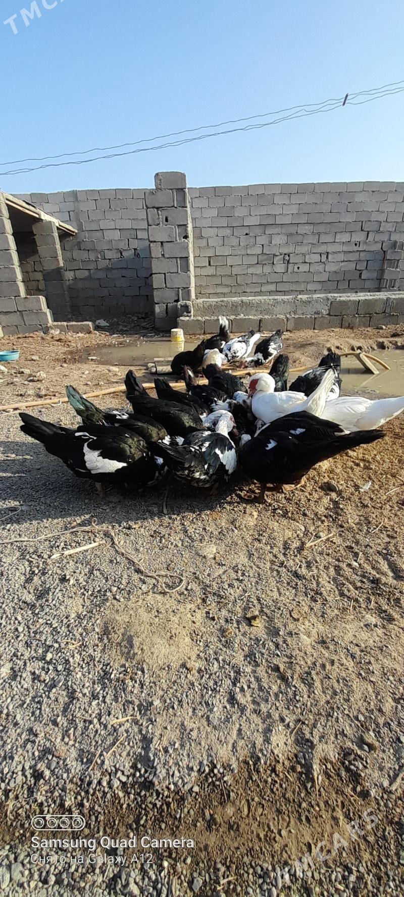 indautga ördek - Büzmeýin - img 3