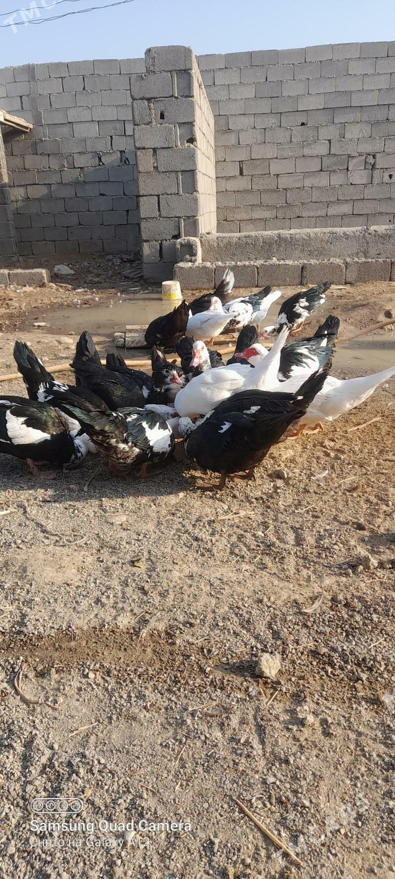 indautga ördek - Büzmeýin - img 4