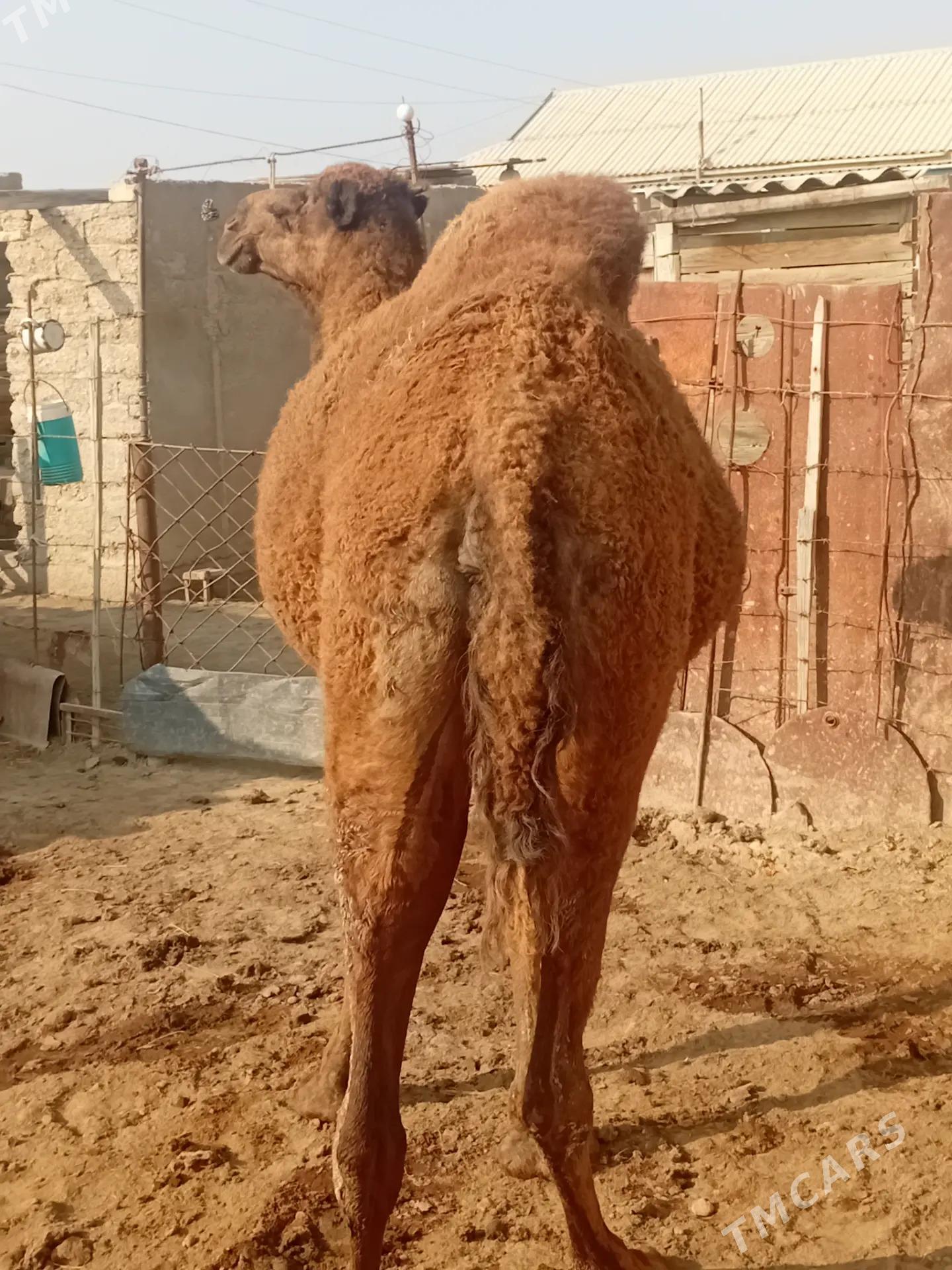 Duye - Эсенгулы - img 2