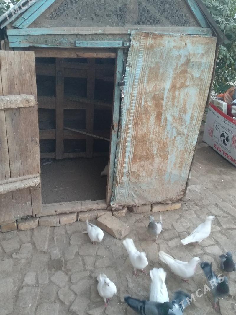 satlyk kepter ketek - Туркменабат - img 2