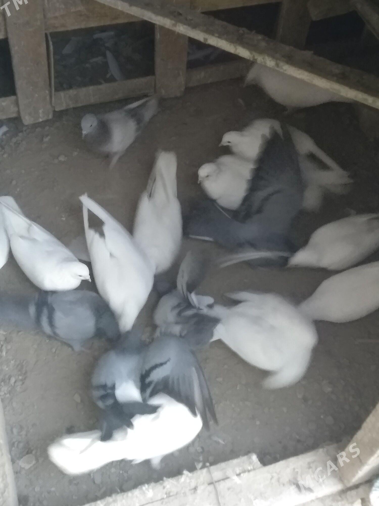 satlyk kepter ketek - Туркменабат - img 5