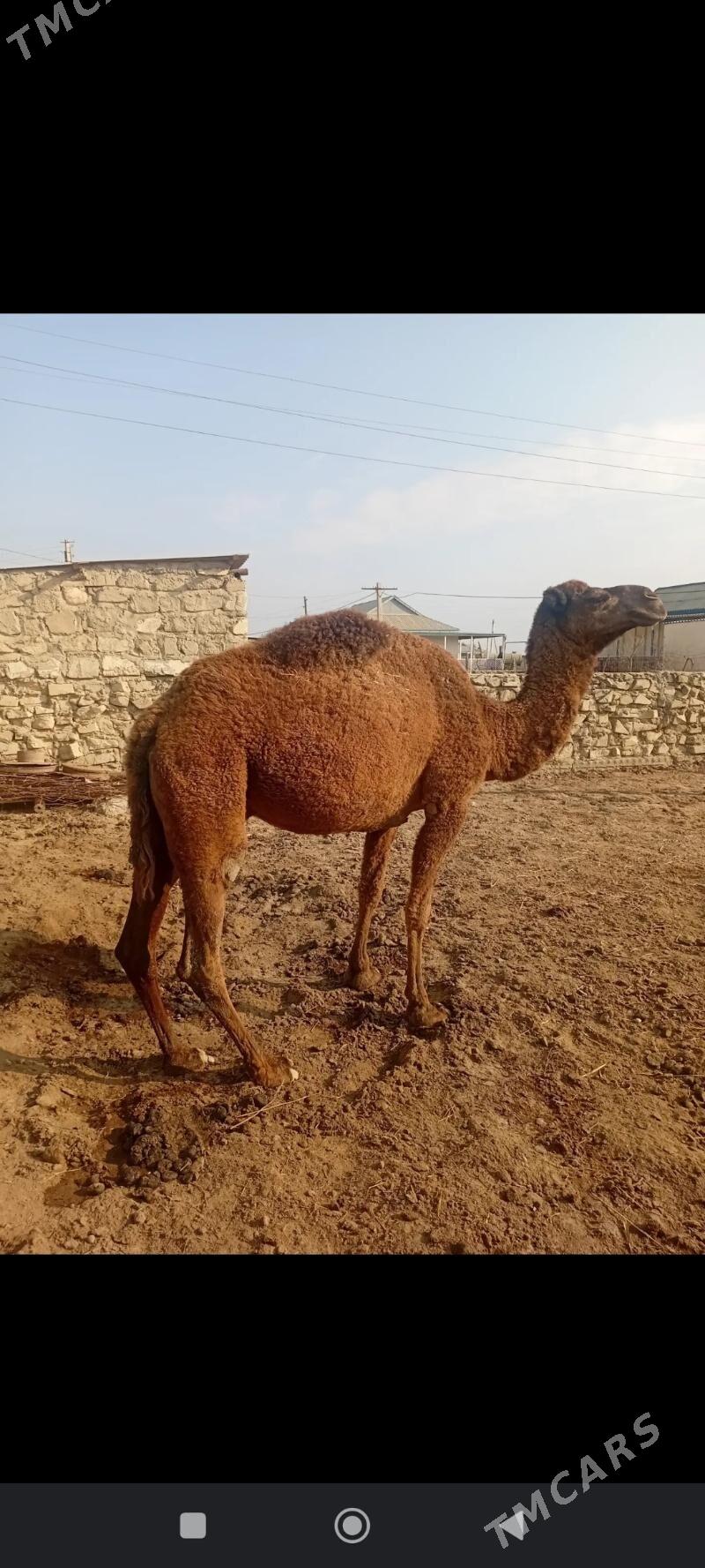 Duye - Эсенгулы - img 1