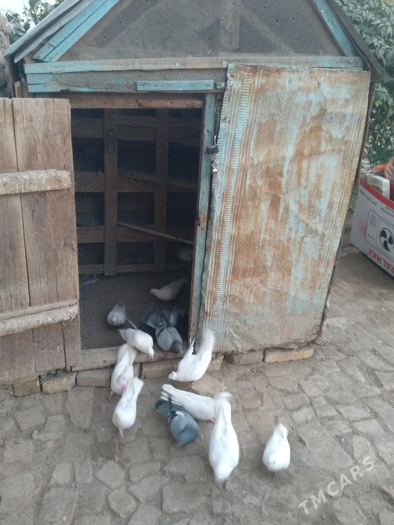 satlyk kepter ketek - Туркменабат - img 3