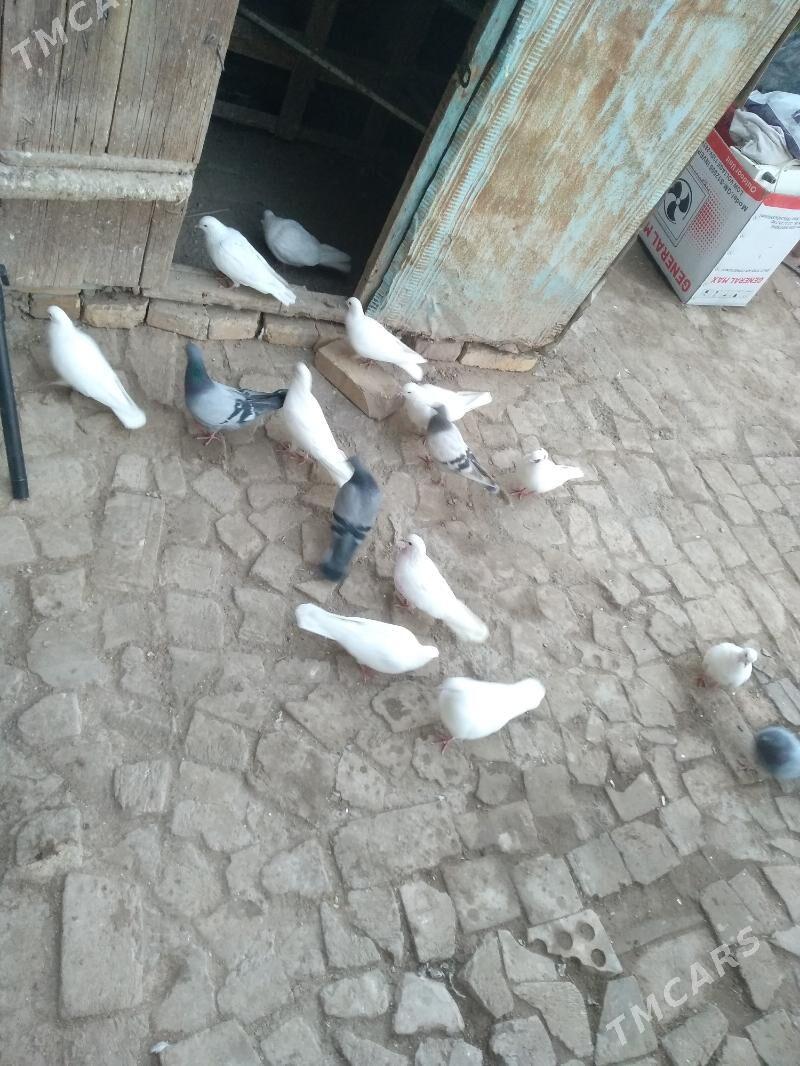 satlyk kepter ketek - Туркменабат - img 1