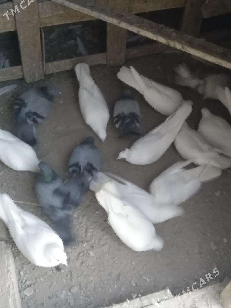 satlyk kepter ketek - Туркменабат - img 6