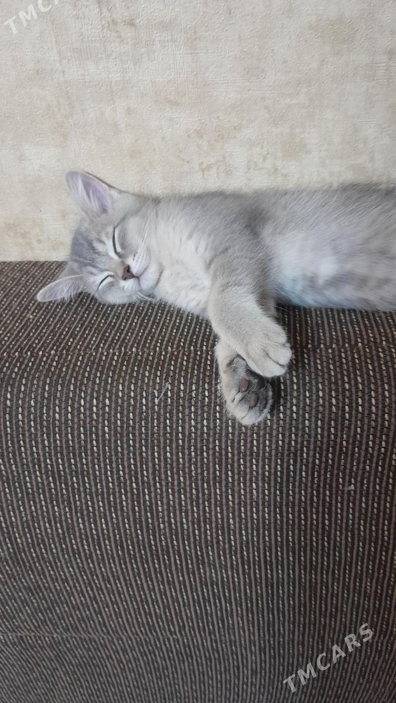 Шотландский шиншилла - Ашхабад - img 4